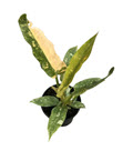 Ring of Fire Philodendron
